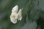 Southern blue monkshood <BR>Monkshood